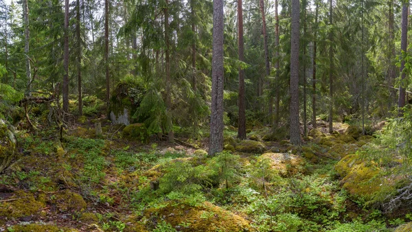 Ostgota Trail Ein Manchmal Atemberaubender Naturlehrpfad Schweden — Stockfoto