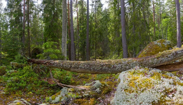Percorso Ostgota Sentiero Naturalistico Volte Mozzafiato Svezia — Foto Stock