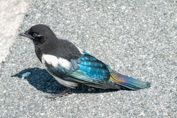 Jungelster Auf Dem Boden — Stockfoto