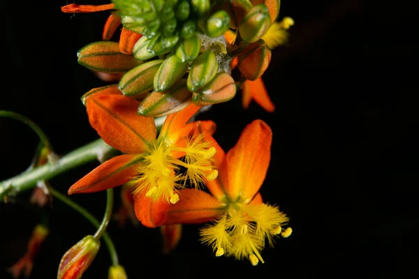 Žlutá Oranžová Květina Zblízka — Stock fotografie