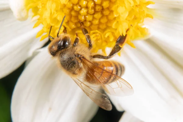 Méhecske Egy Virágon Közelről — Stock Fotó