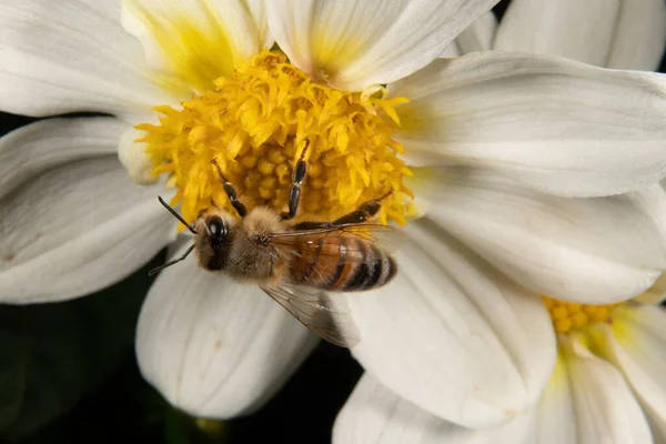 Bir Çiçeğin Üzerindeki Arı Gibi — Stok fotoğraf