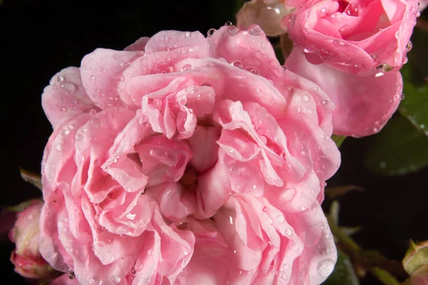 Wet Pink Rose Summer Rain — Stock Photo, Image