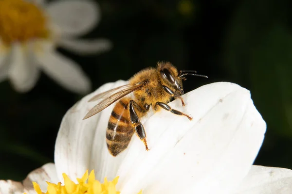 Méhecske Egy Fehér Virágon — Stock Fotó