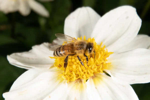 Beyaz Bir Çiçekte Bal Arısı — Stok fotoğraf