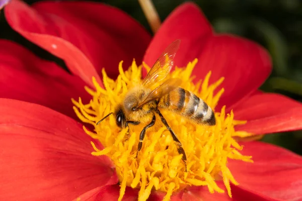 Kırmızı Bir Çiçekte Bal Arısı — Stok fotoğraf