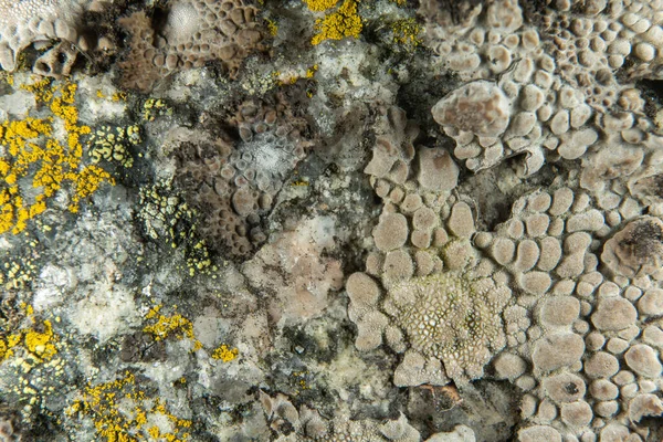 Lichen Rock Close — Stock Photo, Image