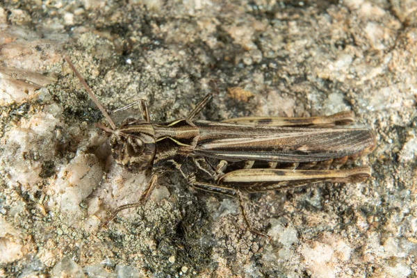 Une Sauterelle Brune Près — Photo