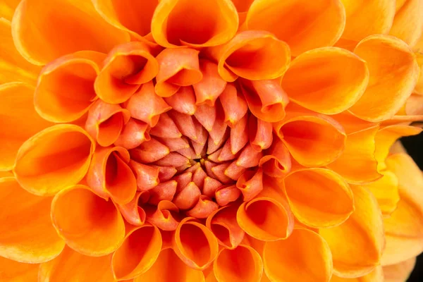 Orange Dahlia Bloom — Stock Photo, Image