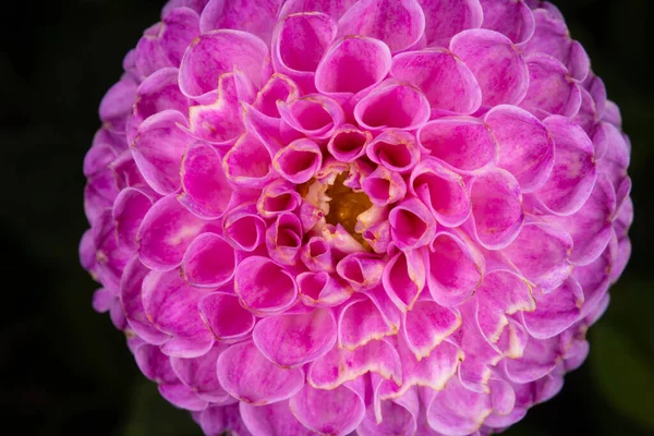 一朵盛开的粉红大丽花 — 图库照片