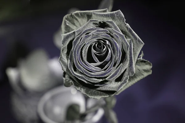 Rose Reflective Ultraviolet Photography — Stock Photo, Image