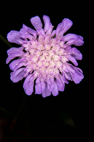 一朵紫色的花把头靠得紧紧的 — 图库照片