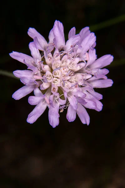 Ett Lila Blomhuvud Nära Håll — Stockfoto