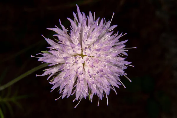 紫色の花が近づいてきます — ストック写真