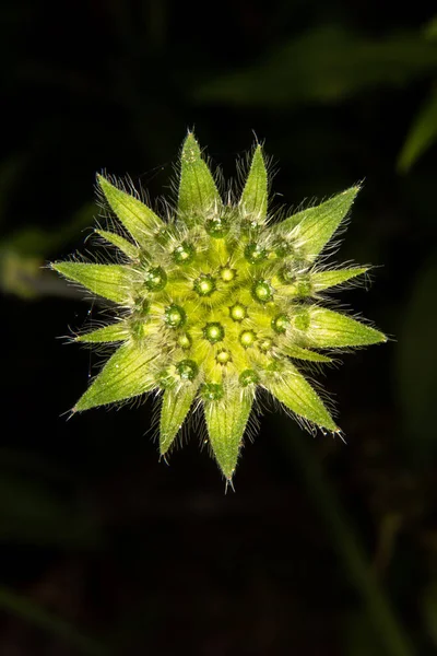 緑の花の頭を近くに — ストック写真