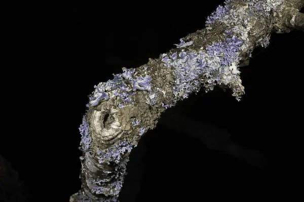 紫外光中的树边缘上的丽琴 — 图库照片