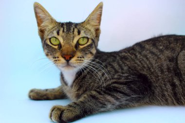 kedi yanları bakıyor