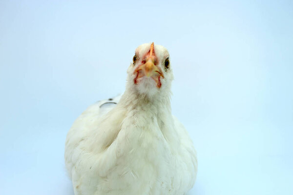 hen modeling for photos in a studio