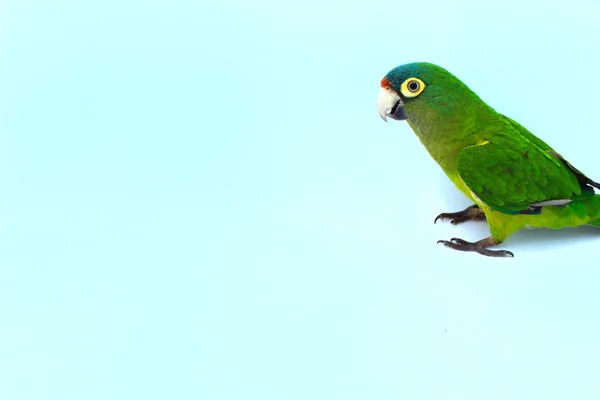 Parakeet Ett Glas Som Observerar Dess Sidor — Stockfoto