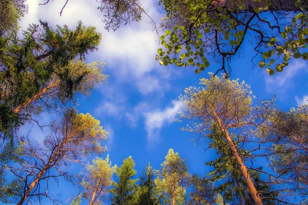 Короны Дерева Фоне Голубого Неба Облаками — стоковое фото