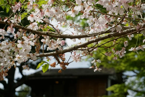 Flowers Tree — Stock Photo, Image