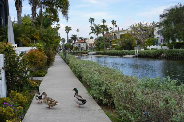 Santa Monica'daki küçük Venedik kanalları
