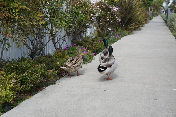 Petits Canaux Venise Santa Monica — Photo