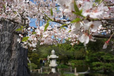 ilkbaharda oryantal bahçe
