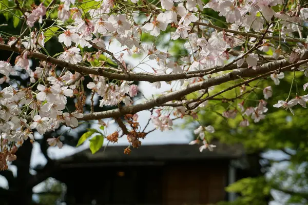 Oriental Garden Spring — Stock Photo, Image