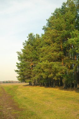 Bir tarlanın içinden geçen toprak bir yol. Yol kenarındaki çam ormanı.