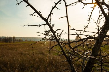 Yapraksız sonbahar ağacı tarlada yalnız büyüyor.