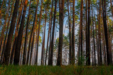 Çam ağacı ormanında gün doğumu