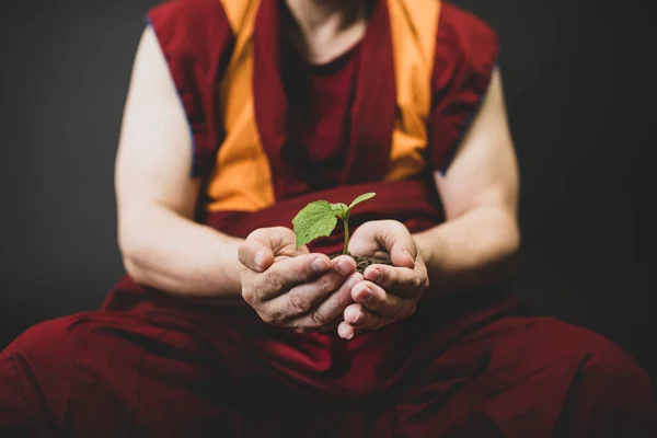 Буддийский Монах Красной Кесе Монах Держит Руке Зеленое Растение — стоковое фото