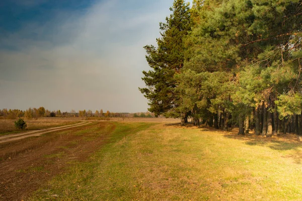 Bir tarlanın içinden geçen toprak bir yol. Yol kenarındaki çam ormanı.