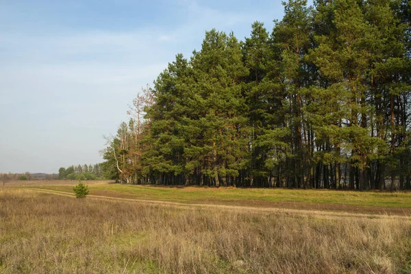 Bir tarlanın içinden geçen toprak bir yol. Yol kenarındaki çam ormanı.