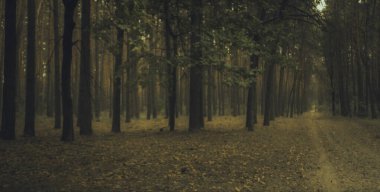 Çam ağacı ormanında gün doğumu