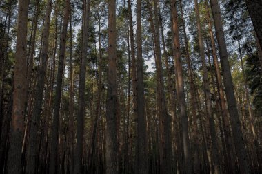 Çam ağacı ormanında gün doğumu