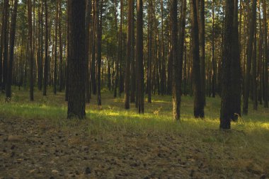Çam ağacı ormanında gün doğumu