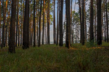 Çam ağacı ormanında gün doğumu