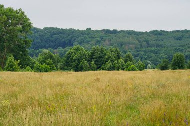 Çiçek açan çimenler ve arka planda ağaçlar olan alan