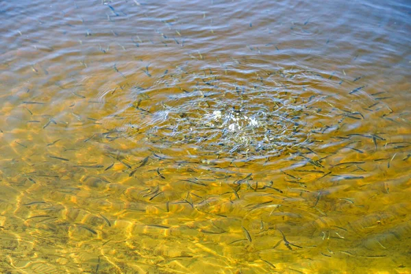 Malé Ryby Průzračné Vodě Jedí Jídlo Břehu — Stock fotografie
