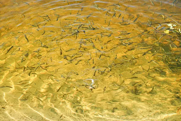 Piccolo Pesce Acqua Limpida Mangiare Cibo Vicino Alla Riva — Foto Stock