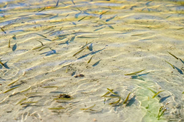 Małe Ryby Czystej Wodzie Jedzące Jedzenie Blisko Brzegu — Zdjęcie stockowe