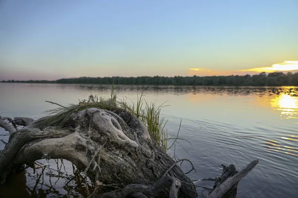 Duży Rozgałęziony Hak Brzegu Rzeki Promieniach Wieczornego Słońca — Zdjęcie stockowe