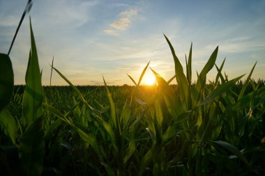 Akşamları mısır tarlası. Güneş ışınları mısırın yapraklarını aydınlatır