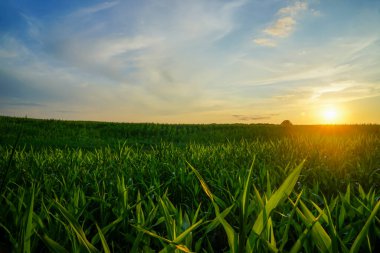 Akşamları mısır tarlası. Güneş ışınları mısırın yapraklarını aydınlatır