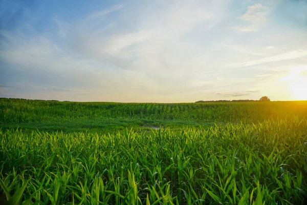 Cornfield Evening Sun Rays Illuminate Leaves Corn — Stock Photo, Image