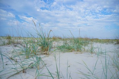 Deniz kenarındaki çimenler, beyaz kum ve mavi gökyüzü..