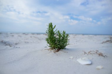 Deniz kenarındaki çimenler, beyaz kum ve mavi gökyüzü. Kuzey sahili