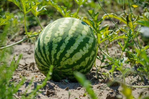 The watermelon lies on the watermelon field.